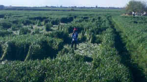 Aparecen extrañas figuras en campo de matamoros